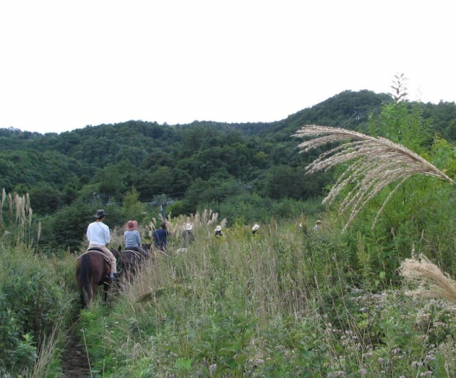  ¡Hackeo por todo el bosque!